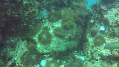 海洋潜水潜水水下热带珊瑚礁海景巨大的巨大的石斑鱼深海洋水生珊瑚生态系统大brindlebass棕色（的）发现了鳕鱼大黄蜂水极端的体育运动爱好